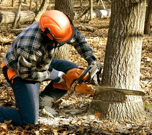 Tree Removal in Tennyson, IN